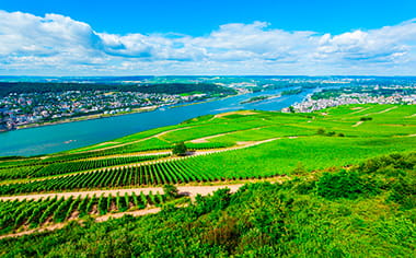 Vineyards of Rudesheim